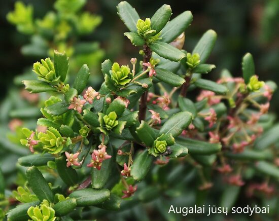 Šilžiurkštis kalninis (Paxistima sanbyi)